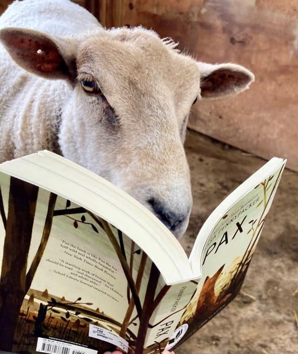 marble-the-sheep-reading